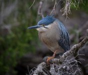 367 - STRIATED HERON - FILIAGGI NADIA - australia <div